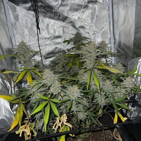 Double Grape growlog timeline photo