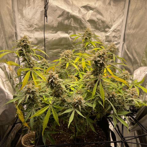 Double Grape growlog timeline photo