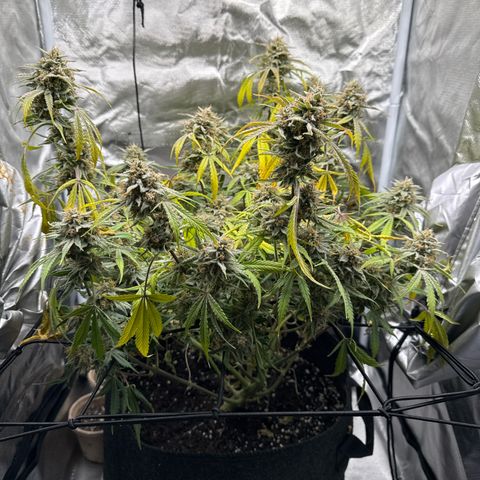 Double Grape growlog timeline photo