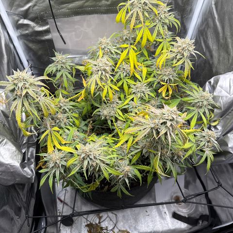 Double Grape growlog timeline photo