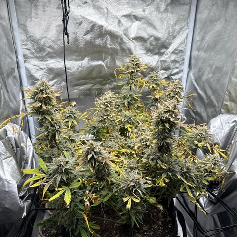 Double Grape growlog timeline photo