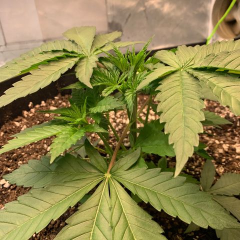 Seedsman White Widow growlog timeline photo