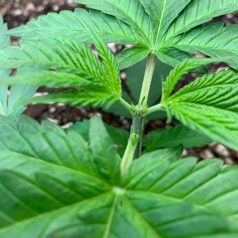 Seedsman White Widow growlog timeline photo