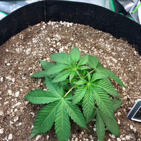 Seedsman White Widow growlog timeline photo