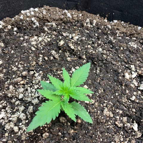 Seedsman White Widow growlog timeline photo