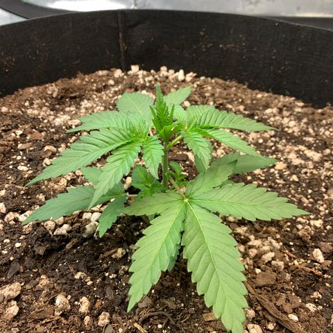 Seedsman White Widow growlog timeline photo