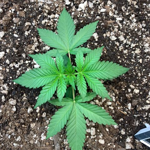 Seedsman White Widow growlog timeline photo