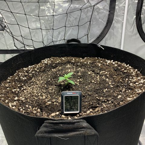 Seedsman White Widow growlog timeline photo