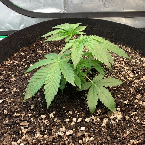 Seedsman White Widow growlog timeline photo