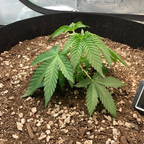 Seedsman White Widow growlog timeline photo
