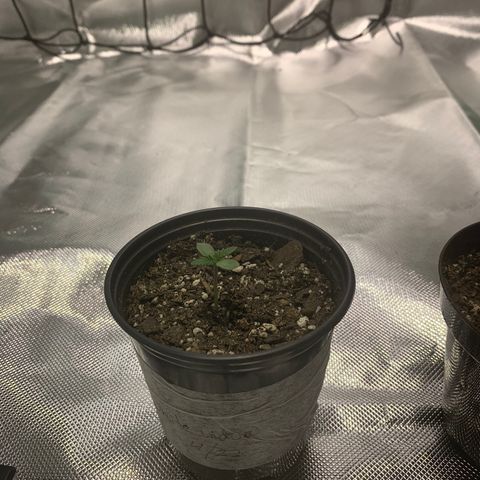 Seedsman White Widow growlog timeline photo