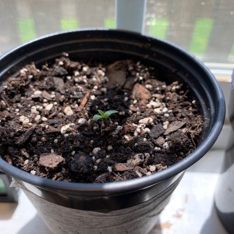 Seedsman White Widow growlog timeline photo