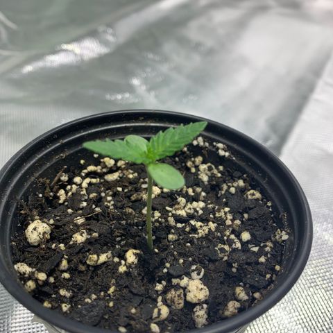 Seedsman White Widow growlog timeline photo