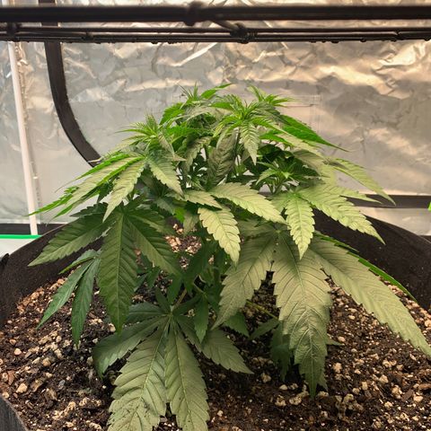 Seedsman White Widow growlog photo: Was slightly tucked under the trellis so I raised it about an inch to an inch and a half. 