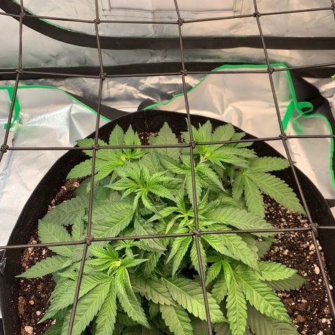 Seedsman White Widow growlog photo: Was slightly tucked under the trellis so I raised it about an inch to an inch and a half. 