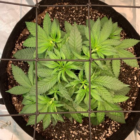 Seedsman White Widow growlog photo: Was slightly tucked under the trellis so I raised it about an inch to an inch and a half. 