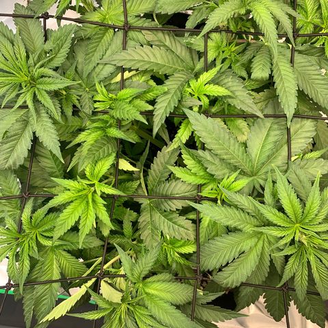 Seedsman White Widow growlog timeline photo