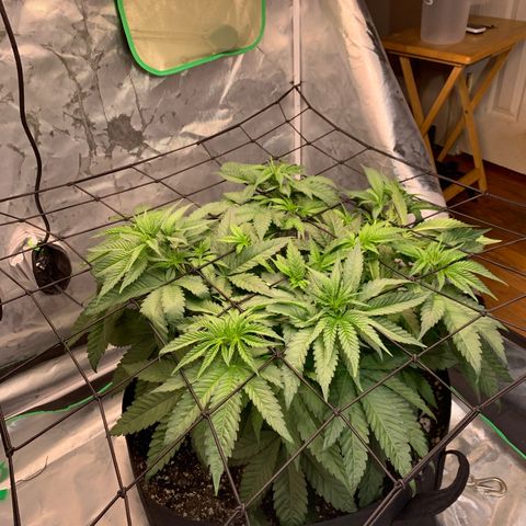 Seedsman White Widow growlog timeline photo
