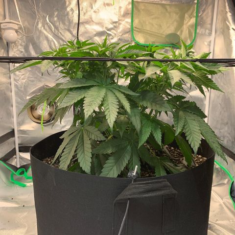 Seedsman White Widow growlog timeline photo