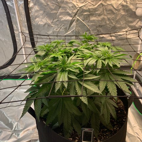 Seedsman White Widow growlog timeline photo