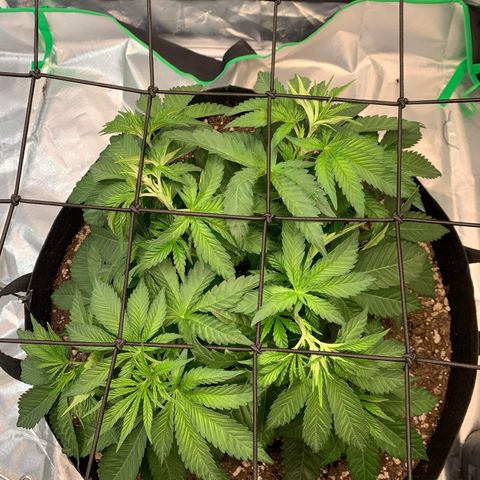Seedsman White Widow growlog timeline photo