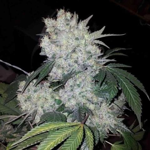 Seedsman White Widow growlog timeline photo