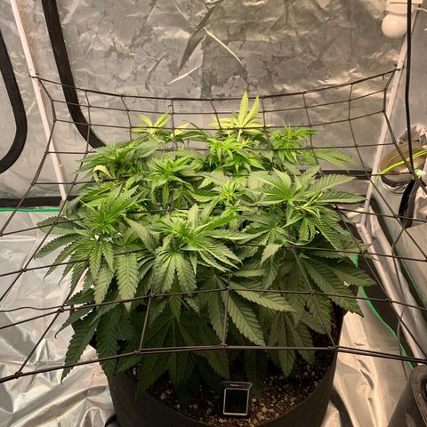 Seedsman White Widow growlog timeline photo