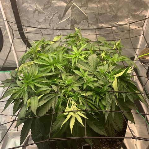 Seedsman White Widow growlog timeline photo