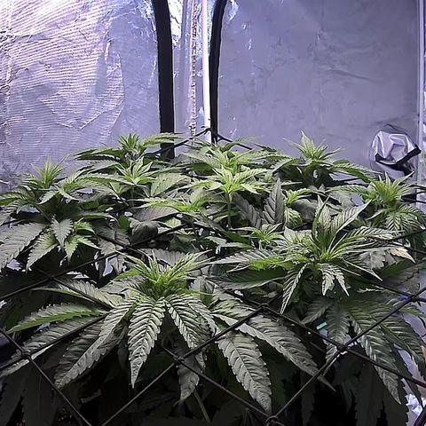 Seedsman White Widow growlog timeline photo