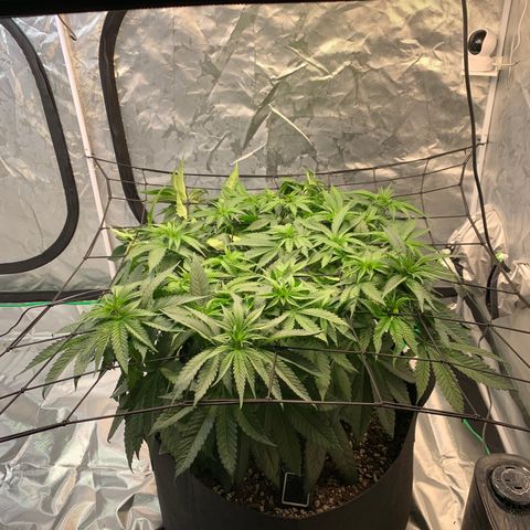 Seedsman White Widow growlog timeline photo