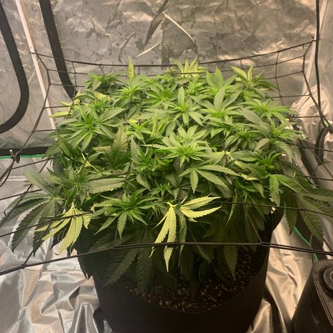 Seedsman White Widow growlog timeline photo