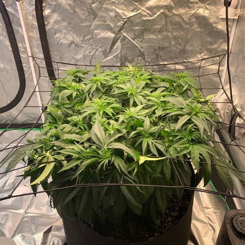 Seedsman White Widow growlog timeline photo