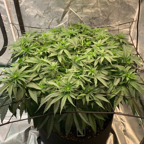 Seedsman White Widow growlog timeline photo