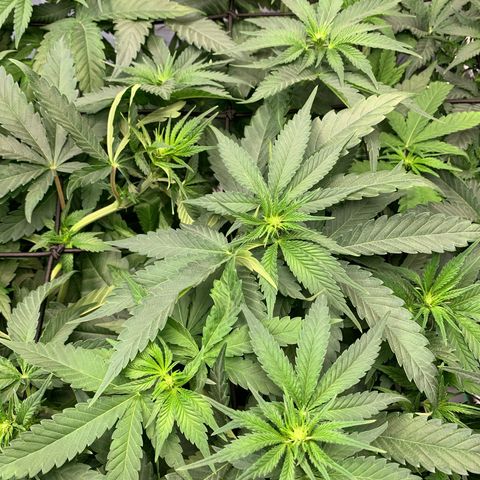 Seedsman White Widow growlog timeline photo