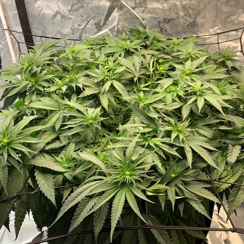 Seedsman White Widow growlog timeline photo