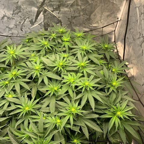 Seedsman White Widow growlog photo: Light green today. Par reading was high. Raised light for less par but more coverage. 