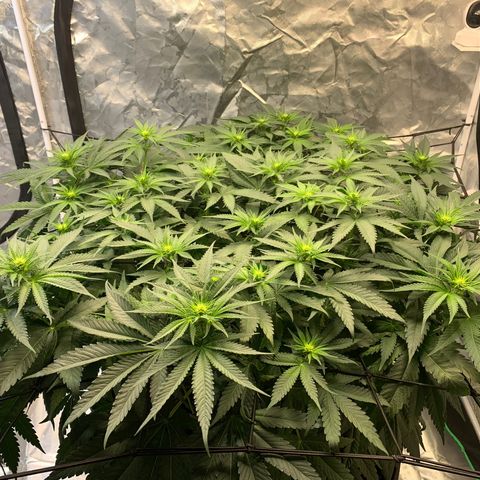 Seedsman White Widow growlog photo: Light green today. Par reading was high. Raised light for less par but more coverage. 
