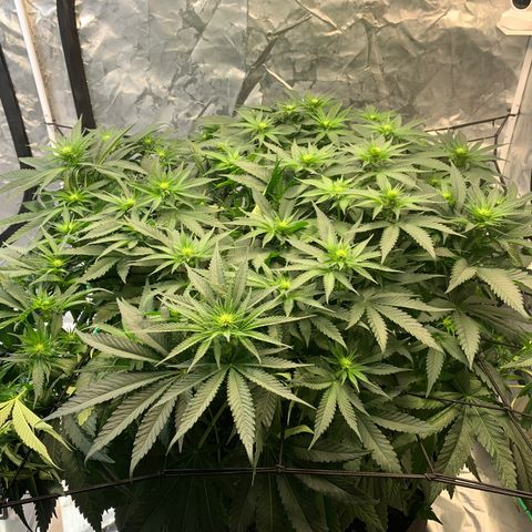 Seedsman White Widow growlog timeline photo