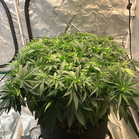 Seedsman White Widow growlog timeline photo
