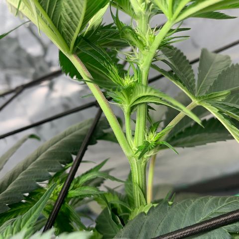 Seedsman White Widow growlog timeline photo