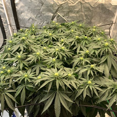 Seedsman White Widow growlog timeline photo