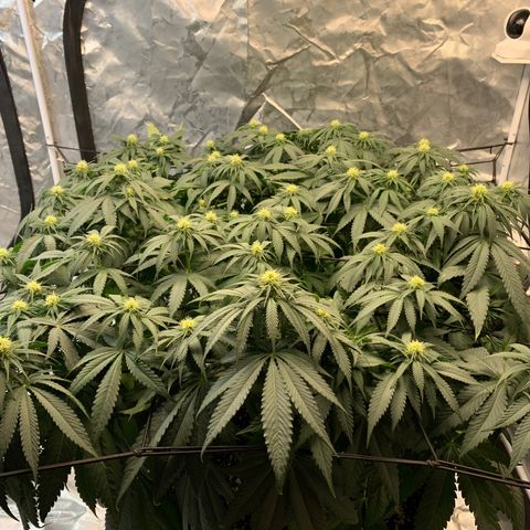 Seedsman White Widow growlog photo: Looks a little thirsty. Watered and fed. 