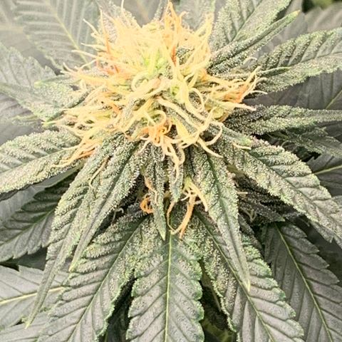 Seedsman White Widow growlog timeline photo