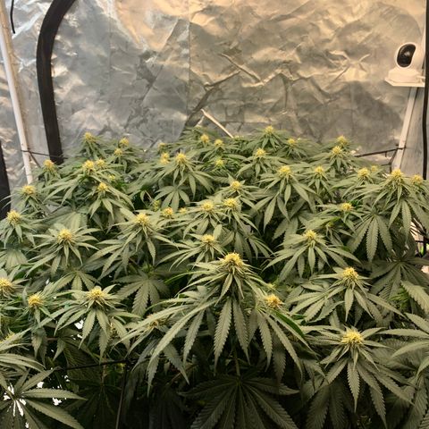 Seedsman White Widow growlog timeline photo