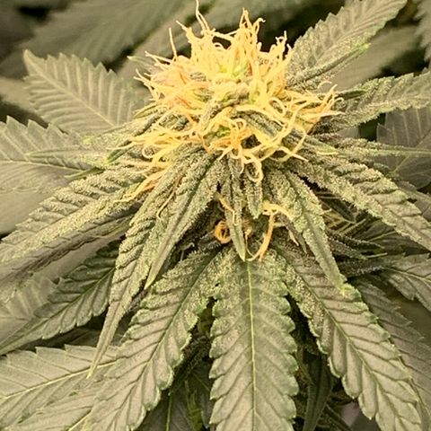 Seedsman White Widow growlog timeline photo