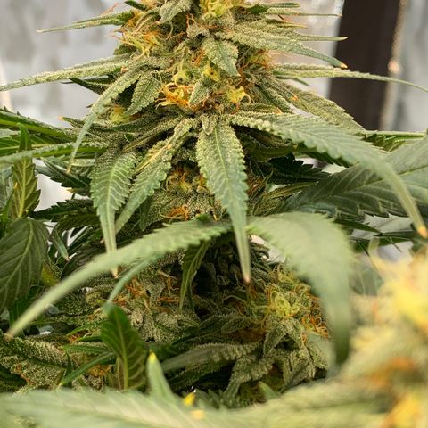 Seedsman White Widow growlog timeline photo