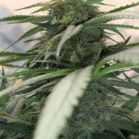 Seedsman White Widow growlog timeline photo