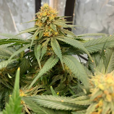 Seedsman White Widow growlog timeline photo