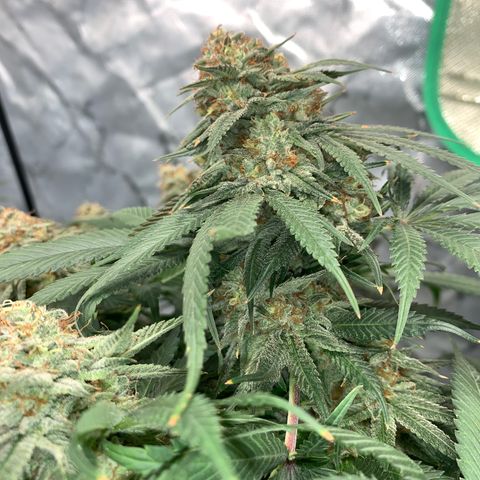 Seedsman White Widow growlog timeline photo