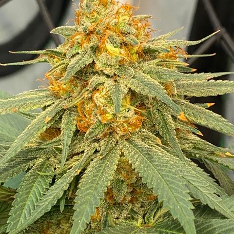 Seedsman White Widow growlog timeline photo